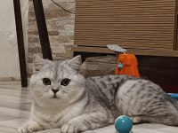 British Shorthair Kızımız