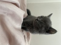 British Shorthair Erkek