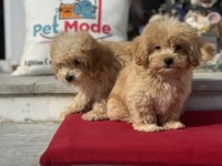 Show kalite ziyarete açık maltipoo yavrularımız
