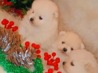 Pomeranian kartopları yeni yuvalarına şans getirmeye hazır