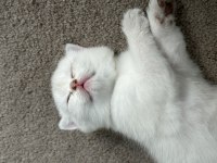 Safkan british shorthair bebişler sahibini arıyor
