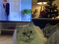 11 aylık british longhair