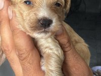 ŞEKER Mİ ŞEKER MALTİPOO ÇOCUKLAR
