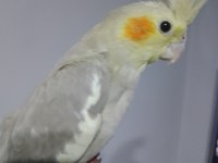 Sağlıklı Sultan Papağanı