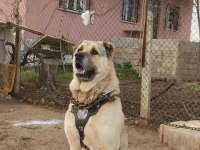 Kangalların psikopatı
