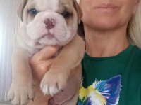 Sevimli Yaramazlar İngiliz Bulldog Bebeklerimiz