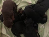 Şecereli Doberman Yeni Yuvalarını Arıyor
