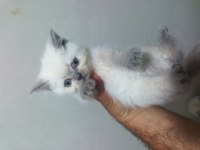 2 aylık british shorthair yavrular yeni yuvalarını arıyor