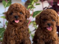 Red Brown Toy Poodle Bebekler