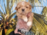 MALTİPOO BEBEKLERİM SAĞLIK VE IRK GARANTİLİ