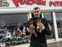 Morkie Yavrular Ankara Mağazamızda Canlı Görün
