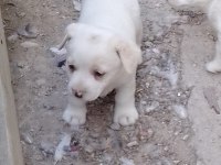 Dişi fino beyaz yavru köpekler
