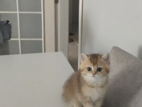 A Kalite Güzel Bir Soya Sahip Yavru Kedimiz