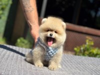 Yavru Pomeranian Boo Köpekler