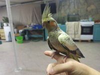 Evcil Sultan