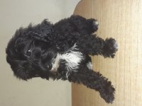 Terrier maltese siyah beyaz