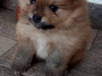 İki pomeranian yavrumuza aile arıyorum
