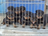 A şecereli macar koca kafa küt burun rottweiler yavrular