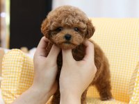 KAPIDA ÖDEMELİ TOY POODLE BEBEKLERİM