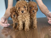 shoooowwww kalite maltipoo yavrular ankara mağazamızda 