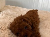 Kore Toy Poodle Bebekler
