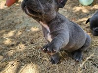Blue sevimli french bulldog yavrular