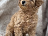 Poodle gibi maltipoo