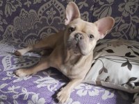 French bulldog köpeğimize eş arıyoruz