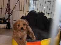Yavru poodle köpeğimizi sahiplenecek bir yuva arıyoruz