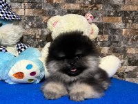 Çok nadir bulunan black tan ayı surat pomeranian yavrumuz