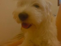 Kızımıza yeni yuva arıyoruz maltese terrier