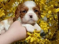 Irk ve Sağlık Garantili Cavalier King Charles Yavrular