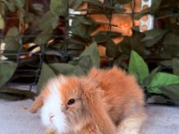 SAFKAN HOLLANDA TEDDY LOP YAVRU TAVŞAN