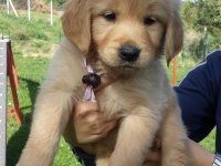 GOLDEN RETRİEVER YAVRULARI
