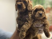 Red- Red Brown Maltipoo Yavrularımız @petclubadanaa