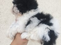 Kalite ve özeli isteyenlere shih tzu