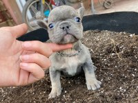 EGZOTİC BLUE KALİTELİ FRENCH BULLDOG BEBEKLER
