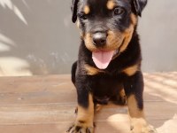 Koca kafalı rottweiler yavruları