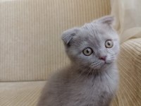 Scottish fold kedimin yavruları