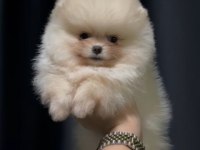 Teddy bear dişi pomeranian