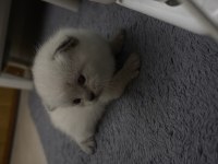 1.5 aylık yavru british ve scottish fold yavrular