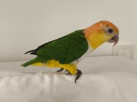 Caique papağanı (kayık papağanı)