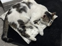 MIRMIR KEDİMİZ YUVA ARIYOR KAYSERİ VE ÇEVRE İLLER
