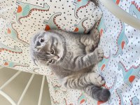 2 Aylık Scottish Fold Erkek