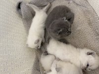 British shorthair kediler vakti gelince sahiplendirilecek