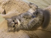 British Longhair Erkek