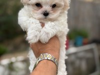 Maltese Terrier Yavrularımız