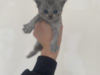 Ayı kafa scottish fold yavrular
