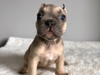 Renkli Gözlü Irk Garantili Yavrularım French Bulldog