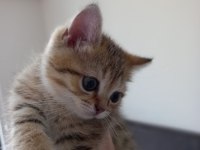 2 aylık golden tabby scottish erkek yavrumuz sahibini arıyor